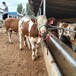 安徽省西门塔尔牛养殖场五百斤西门塔尔牛苗价格紫红花的