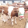 安徽省西门塔尔牛养殖场西门塔尔牛苗价格紫红花的