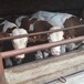 辽宁省大型西门塔尔牛养殖场六百斤西门塔尔牛苗价格要体长胸宽的