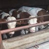 吉林省肉牛养殖场二岁西门塔尔牛基础母牛的价格要体长胸宽的