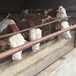 安徽省肉牛养殖场四百斤西门塔尔牛苗价格要体长胸宽的