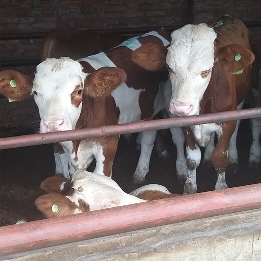 四川省德阳市大型西门塔尔牛养殖场四百斤西门塔尔牛苗价格要体型好的