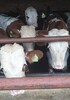 江苏省大型西门塔尔牛养殖场400斤西门塔尔小牛价格要体长胸宽的