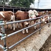 四川省凉山州西门塔尔牛养殖场三四百斤西门塔尔牛的价格要体型好的