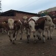 湖南省肉牛养殖场西门塔尔牛犊子价格要体长胸宽的图片