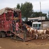 安徽省西门塔尔牛养殖场西门塔尔牛犊子的价格要体长胸宽的