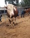 四川省凉山州西门塔尔牛养殖场四百斤西门塔尔牛苗价格要体型好的