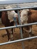 云南省红河州西门塔尔牛养殖场西门塔尔牛犊子的价格要体型好的
