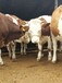 云南省肉牛养殖场400斤西门塔尔小牛价格要体长胸宽的