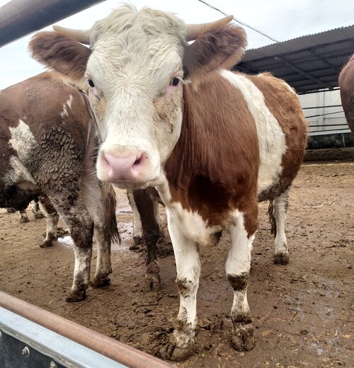 山西省西门塔尔牛养殖场西门塔尔牛犊子的价格要体长胸宽的