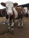广西西门塔尔牛养殖场五百斤西门塔尔牛苗价格要体长胸宽的