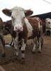 海南省大型西门塔尔牛养殖场400斤西门塔尔小牛价格紫红花的