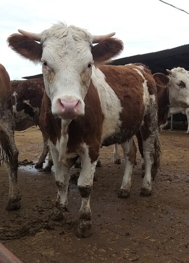 四川省西门塔尔牛养殖场400斤西门塔尔小牛价格紫红花的