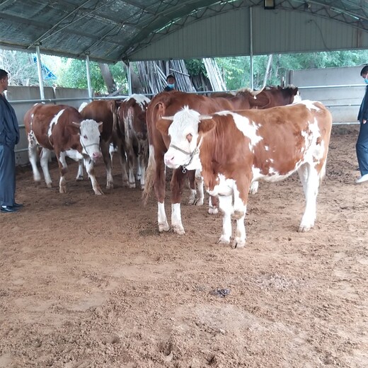 四川省德阳市大型西门塔尔牛养殖场五百斤西门塔尔牛苗价格要体型好的