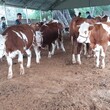 湖北省西门塔尔牛养殖场三四百斤西门塔尔牛的价格要体长胸宽的图片