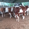 安徽省西门塔尔牛养殖场西门塔尔牛犊子的价格紫红花的
