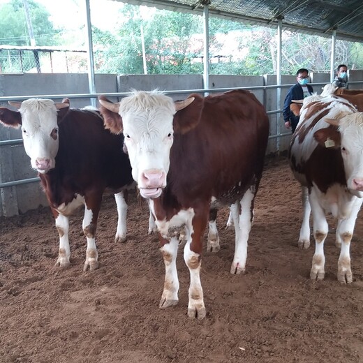 贵州省黔东南州大型西门塔尔牛养殖场四五百斤的西门塔尔牛的价格要体型好的