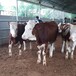 云南省红河州肉牛养殖基地二岁西门塔尔牛基础母牛的价格紫红花的