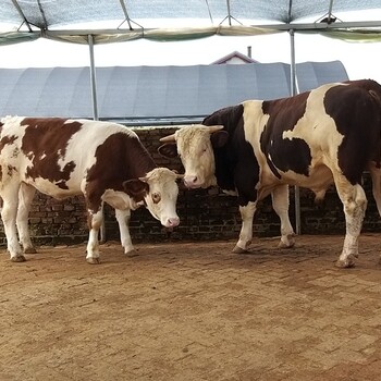 贵州省黔东南州西门塔尔牛养殖场三四百斤西门塔尔牛的价格要体型好的