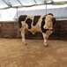 安徽省大型西门塔尔牛养殖场三四百斤西门塔尔牛的价格紫红花的