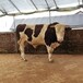 贵州省安顺市大型西门塔尔牛养殖场六百斤西门塔尔牛苗价格要体型好的