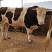 福建省西门塔尔牛养殖场六百斤西门塔尔牛苗价格要体长胸宽的