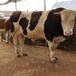 辽宁省大型西门塔尔牛养殖场四五百斤的西门塔尔牛的价格紫红花的