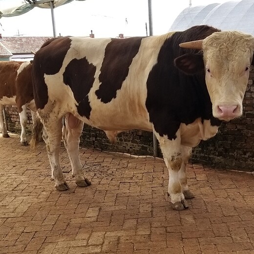 福建省大型西门塔尔牛养殖场二岁西门塔尔牛基础母牛的价格要体长胸宽的