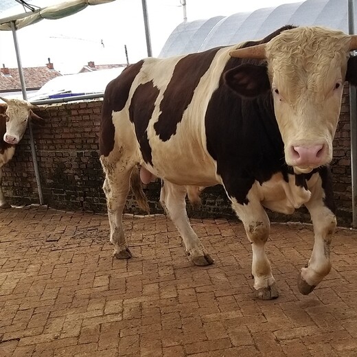 河南省肉牛养殖场三四百斤西门塔尔牛的价格要体长胸宽的