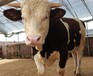 新疆肉牛养殖场400斤西门塔尔小牛价格要体长胸宽的