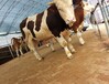 四川省攀枝花市大型西门塔尔牛养殖场三四百斤西门塔尔牛的价格要体型好的