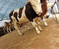 四川省阿坝州西门塔尔牛养殖场四五百斤的西门塔尔牛的价格要体型好的