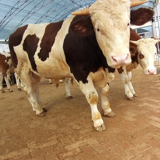 广东省肉牛养殖场五百斤西门塔尔牛苗价格要体长胸宽的