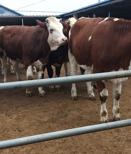 山西省肉牛养殖场二岁西门塔尔牛基础母牛的价格要体长胸宽的
