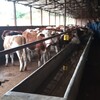 贵州省毕节地区肉牛养殖基地四百斤西门塔尔牛苗价格紫红花的