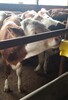 吉林省肉牛养殖场西门塔尔牛苗价格紫红花的