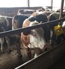 江苏省西门塔尔牛养殖场二岁西门塔尔牛基础母牛的价格紫红花的