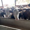 海南省肉牛养殖场六百斤西门塔尔牛苗价格要体长胸宽的