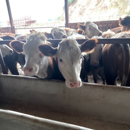 四代西门塔尔小母牛苗大量出售吉林阳光牛业只养西门塔尔牛价格合理