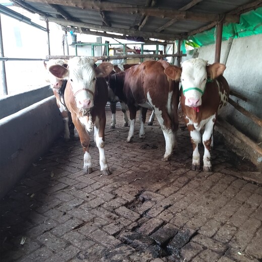甘肃省肉牛养殖场400斤西门塔尔小牛价格要体长胸宽的
