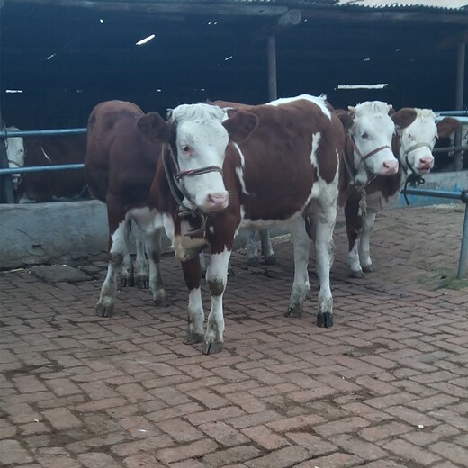 贵州省遵义市大型西门塔尔牛养殖场六百斤西门塔尔牛苗价格要体型好的