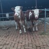 海南省肉牛养殖场六百斤西门塔尔牛苗价格紫红花的