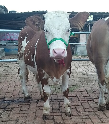 浙江省大型西门塔尔牛养殖场六百斤西门塔尔牛苗价格要体长胸宽的