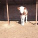 安徽省肉牛养殖场四五百斤的西门塔尔牛的价格要体长胸宽的