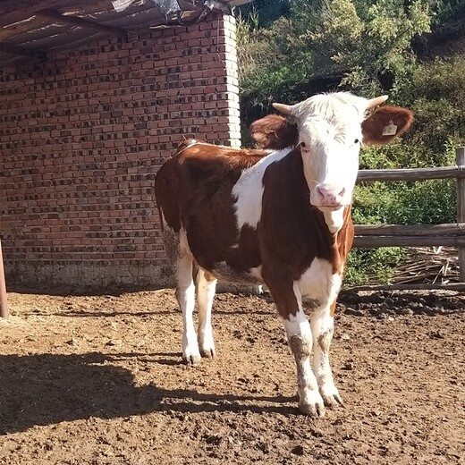 贵州省毕节地区西门塔尔牛养殖场四五百斤的西门塔尔牛的价格要体型好的