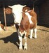 山西省肉牛养殖场二岁西门塔尔牛基础母牛的价格紫红花的