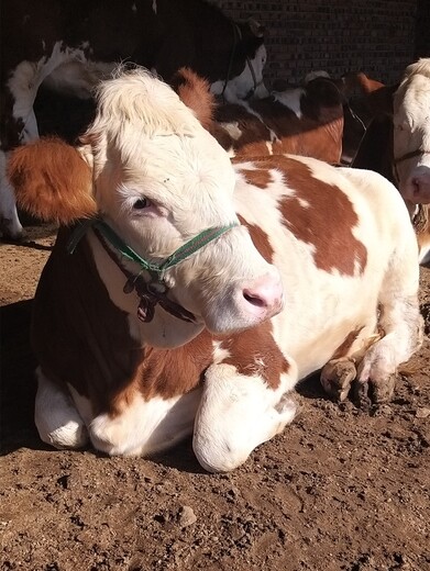 吉林省肉牛养殖场400斤西门塔尔小牛价格紫红花的