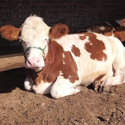 青海省西门塔尔牛养殖场三四百斤西门塔尔牛的价格要体长胸宽的
