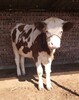 四川省达州市西门塔尔牛养殖场西门塔尔牛犊子价格要体型好的