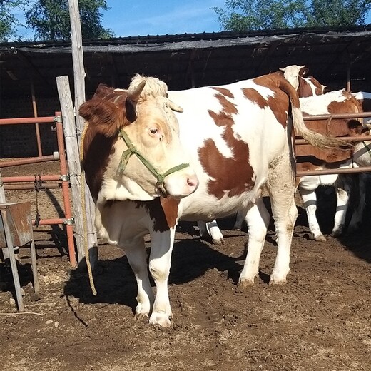 云南省楚雄州西门塔尔牛养殖场西门塔尔牛犊子价格要体型好的